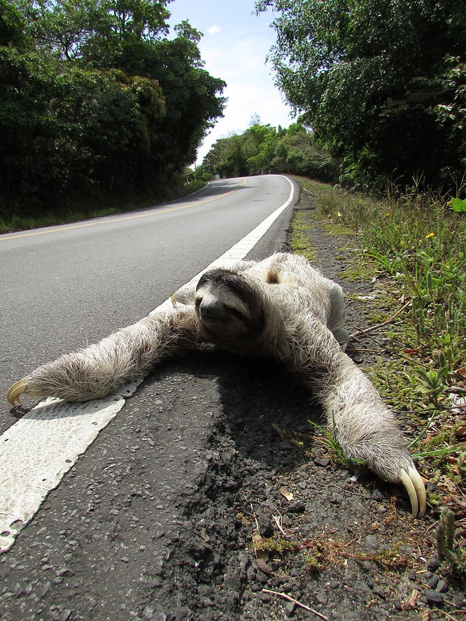 THE GUAYACAN AND THE SLOTH
